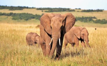 viaggio in kenya elefanti