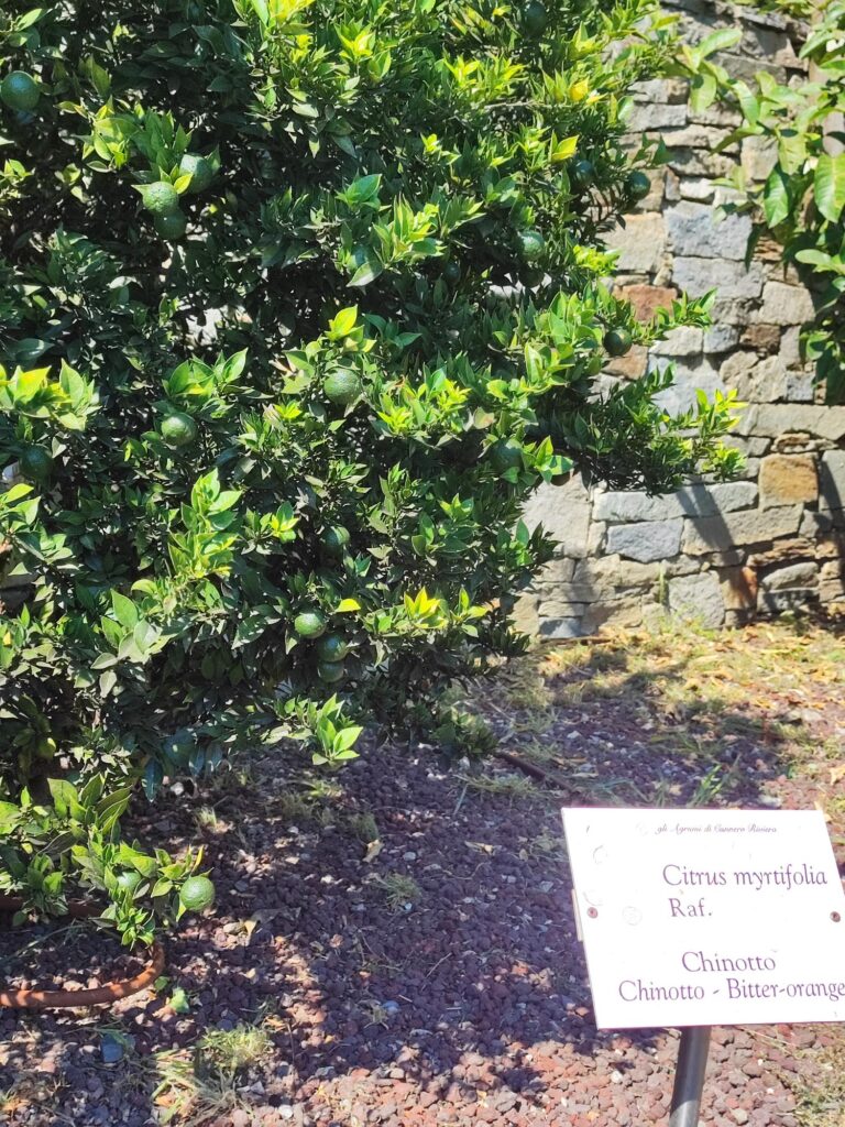 cannero riviera parco agrumi (2)