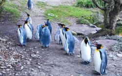 Parco zoologico zurigo