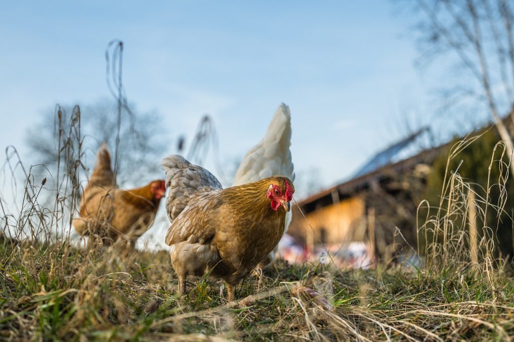 fattoria agriturismo toscana