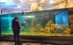 Acquario di Cattolica pinguini