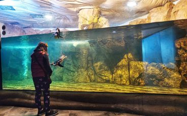 Acquario di Cattolica pinguini