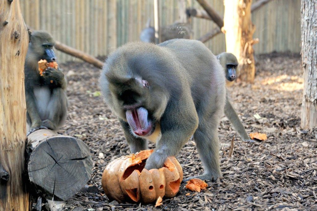 Halloween_mandrilli+zucca