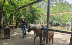 Cowboyland pony