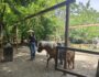 Cowboyland pony